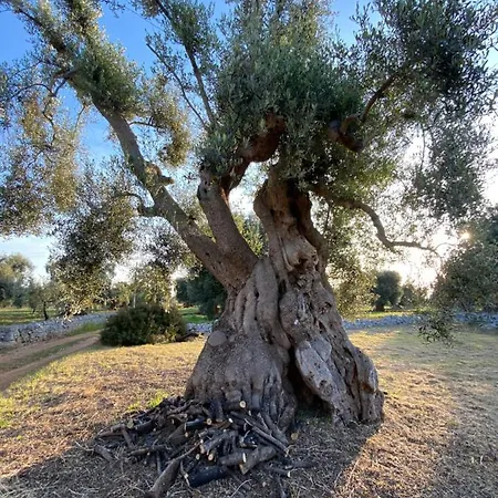 La Guendalina Masseria E Casa Particular Oda ve Kahvaltı *
