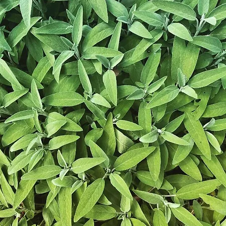 La Guendalina Masseria E Casa Particular 3* Monopoli